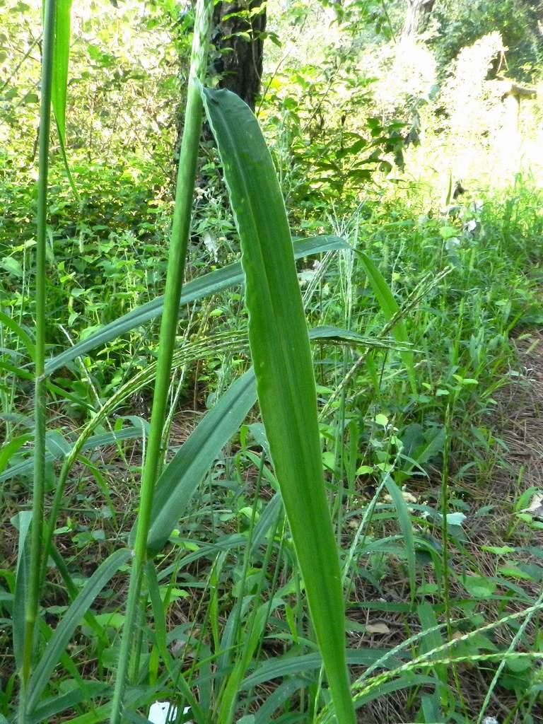 Digitaria sp.