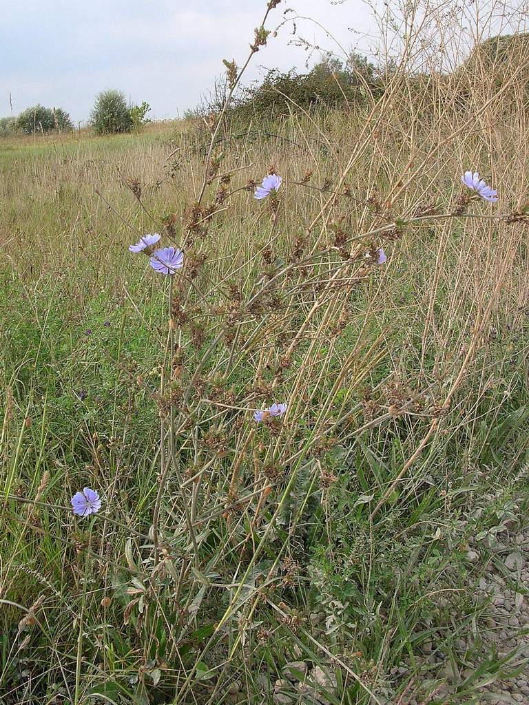 Lido di Venezia : Cichorium intybus