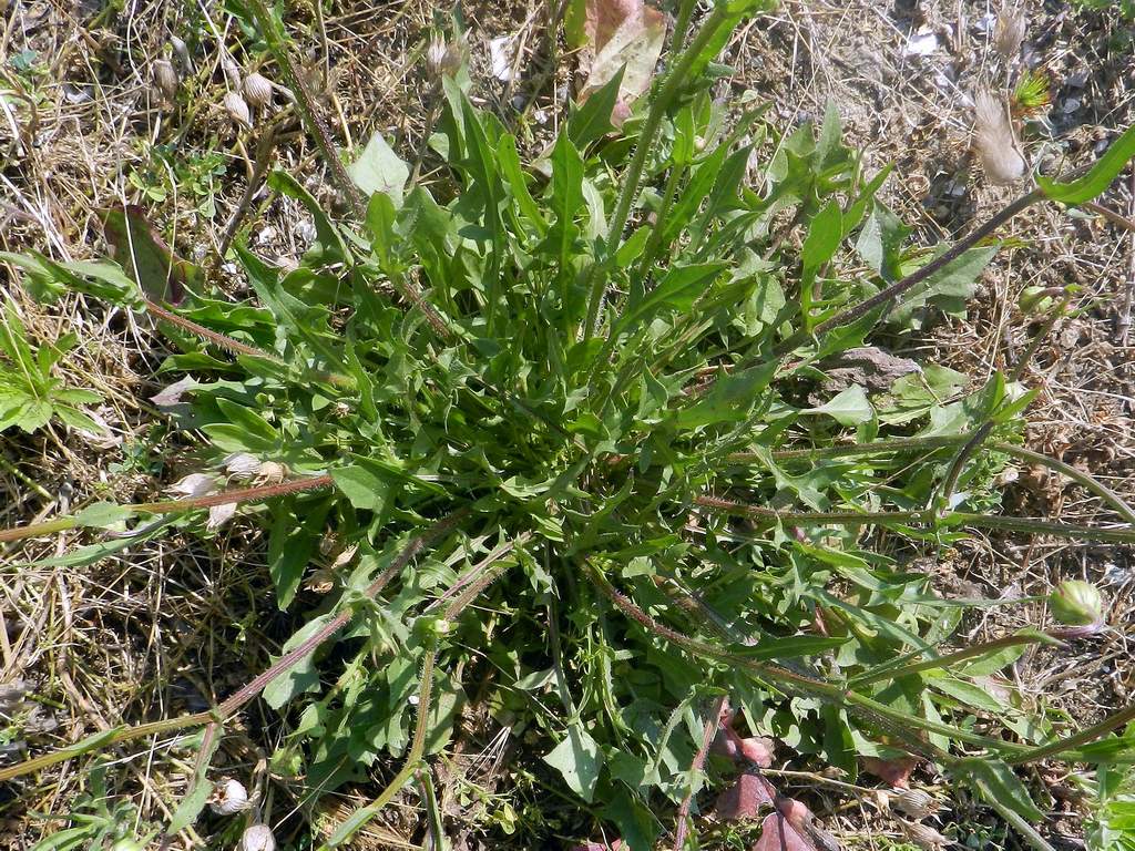 Asteracea da determinare