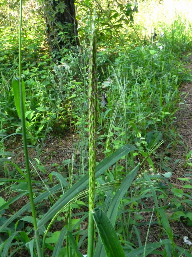 Digitaria sp.