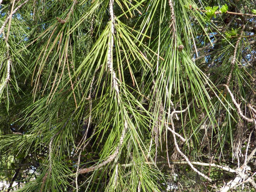 Pinus sp.