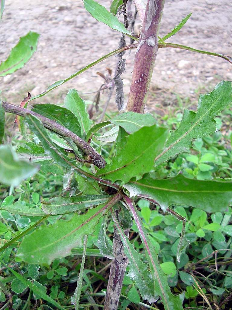 Lido di Venezia : Cichorium intybus