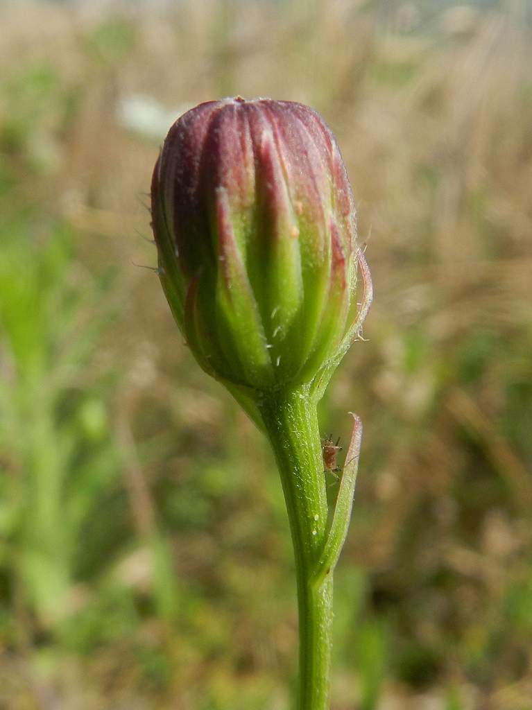 Asteracea da determinare