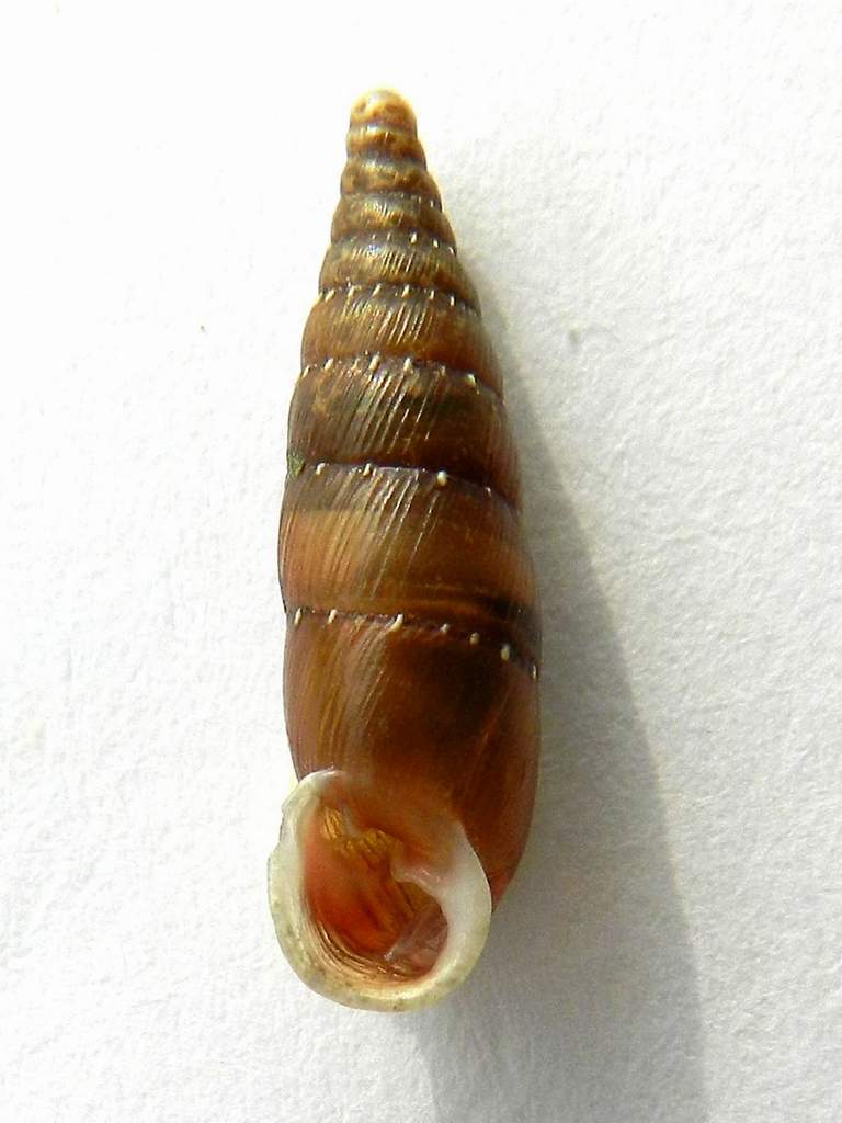 Clausiliidae sp. da identificare