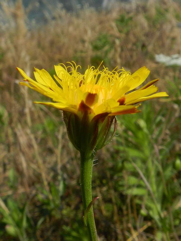 Asteracea da determinare