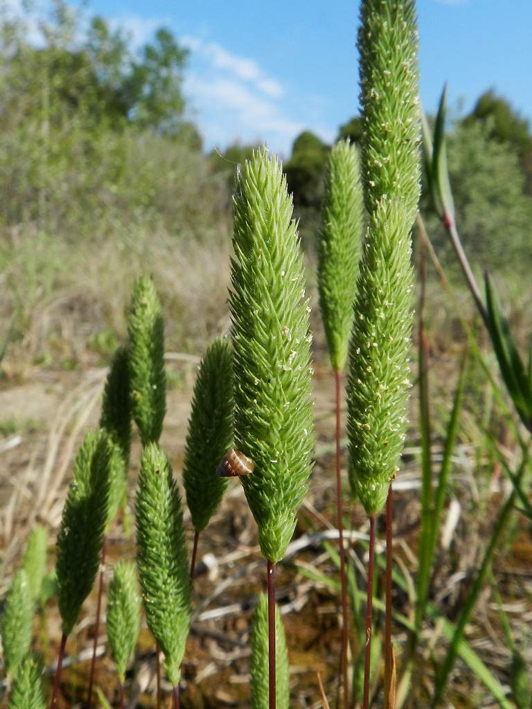 Poaceae sp.