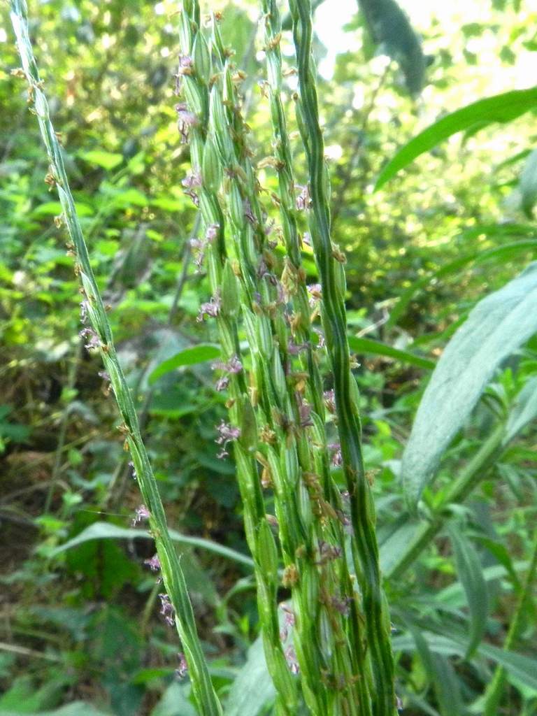 Digitaria sp.