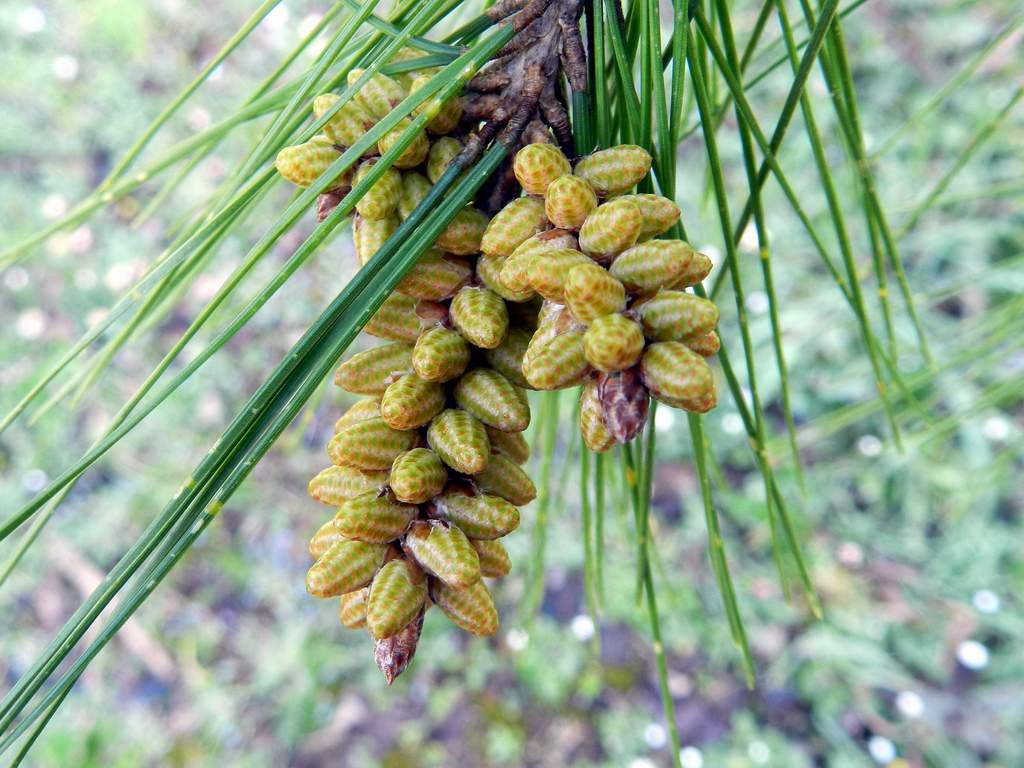 Pinus sp.