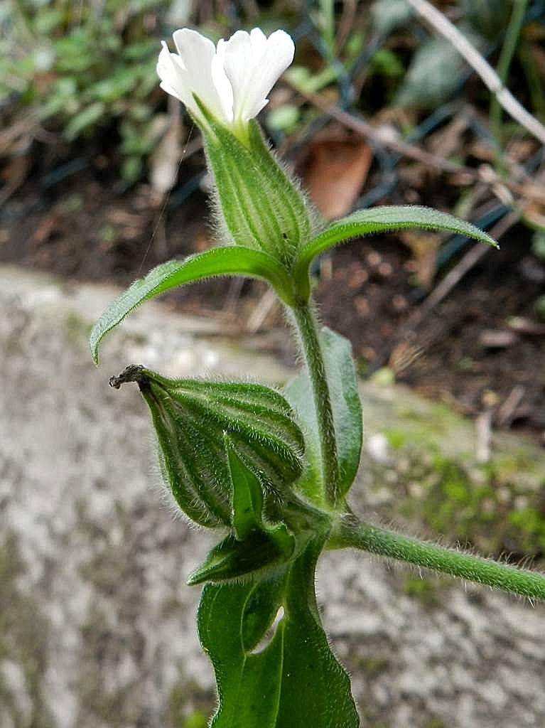 Silene latifolia subsp. alba