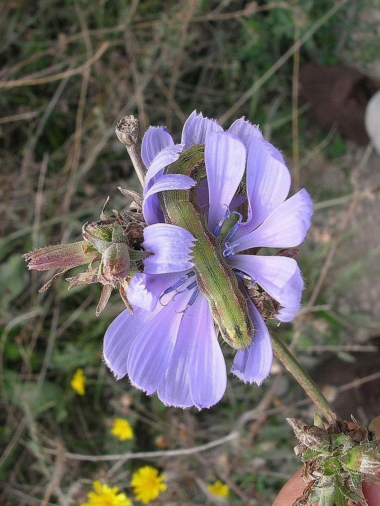 Lido di Venezia : Cichorium intybus