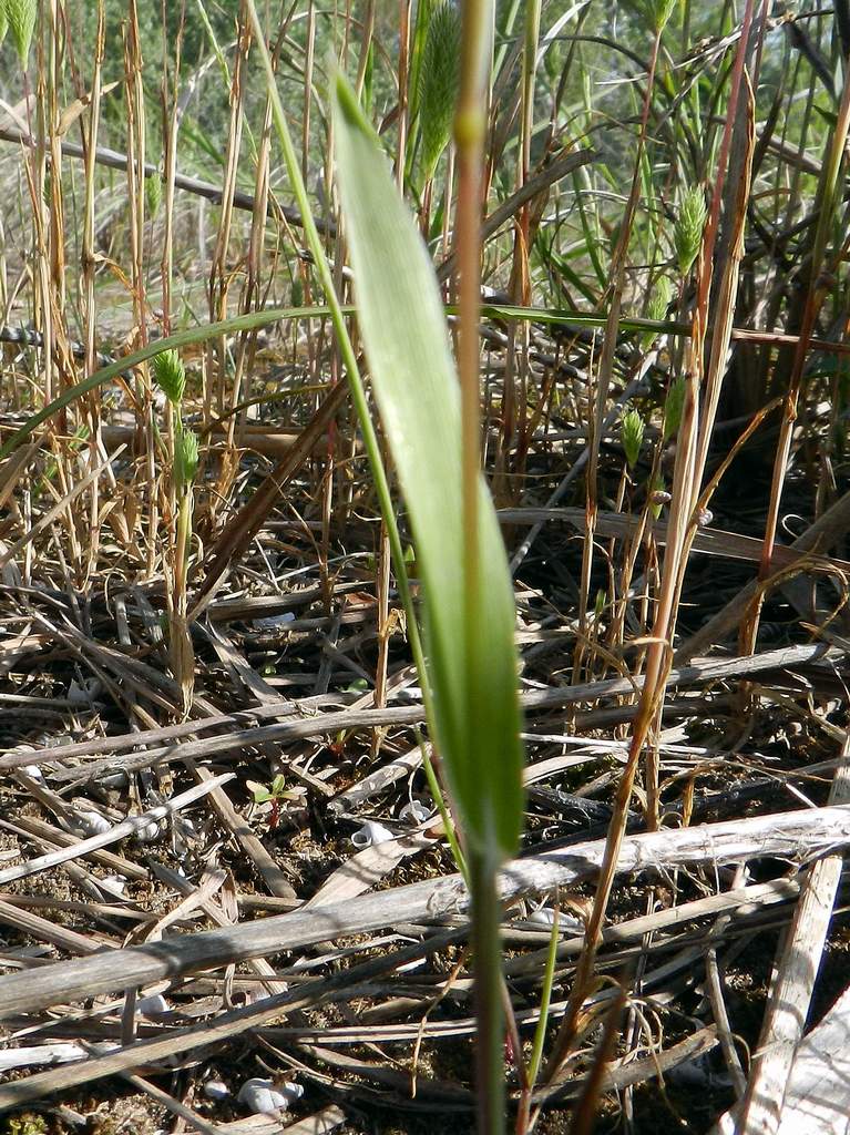 Poaceae sp.