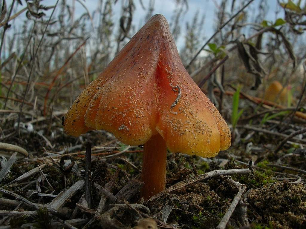 Conferma per Hygrocybe conicoides (P.D.Orton)P.D.Orton & Wat