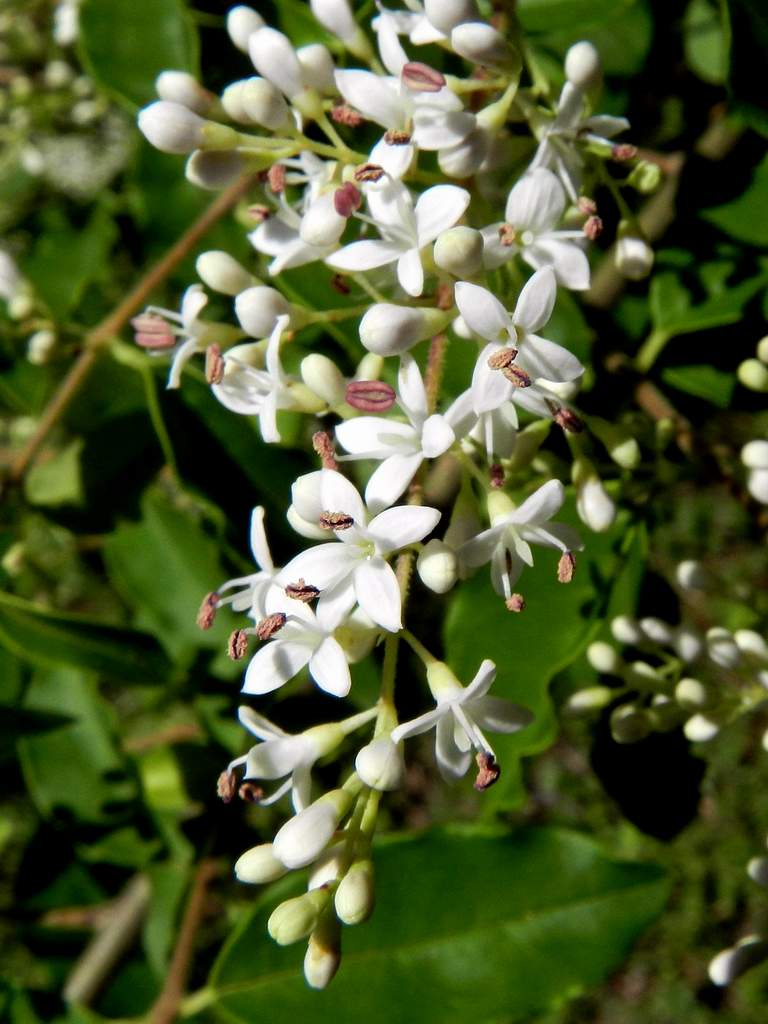 Ligustrum sinense