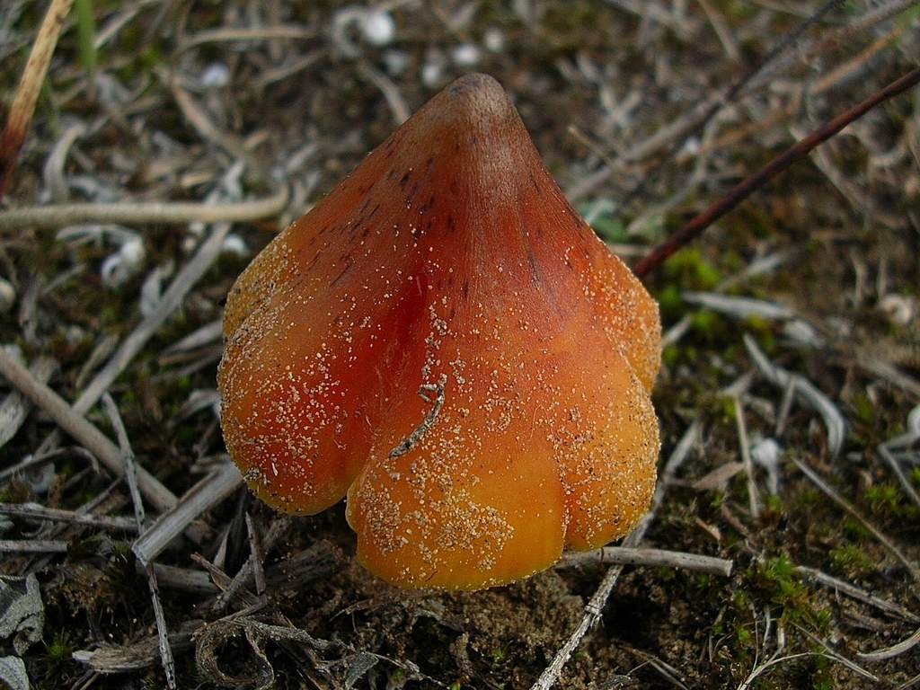 Conferma per Hygrocybe conicoides (P.D.Orton)P.D.Orton & Wat