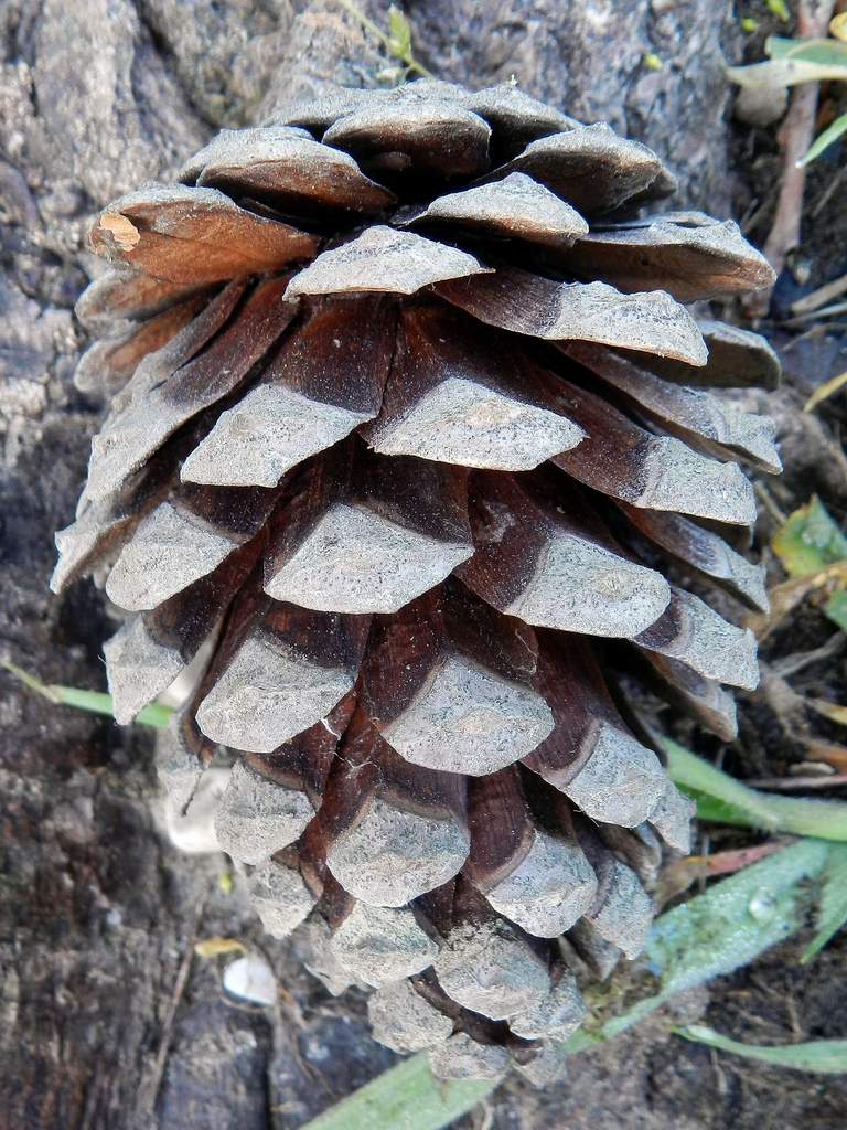 Pinus sp.