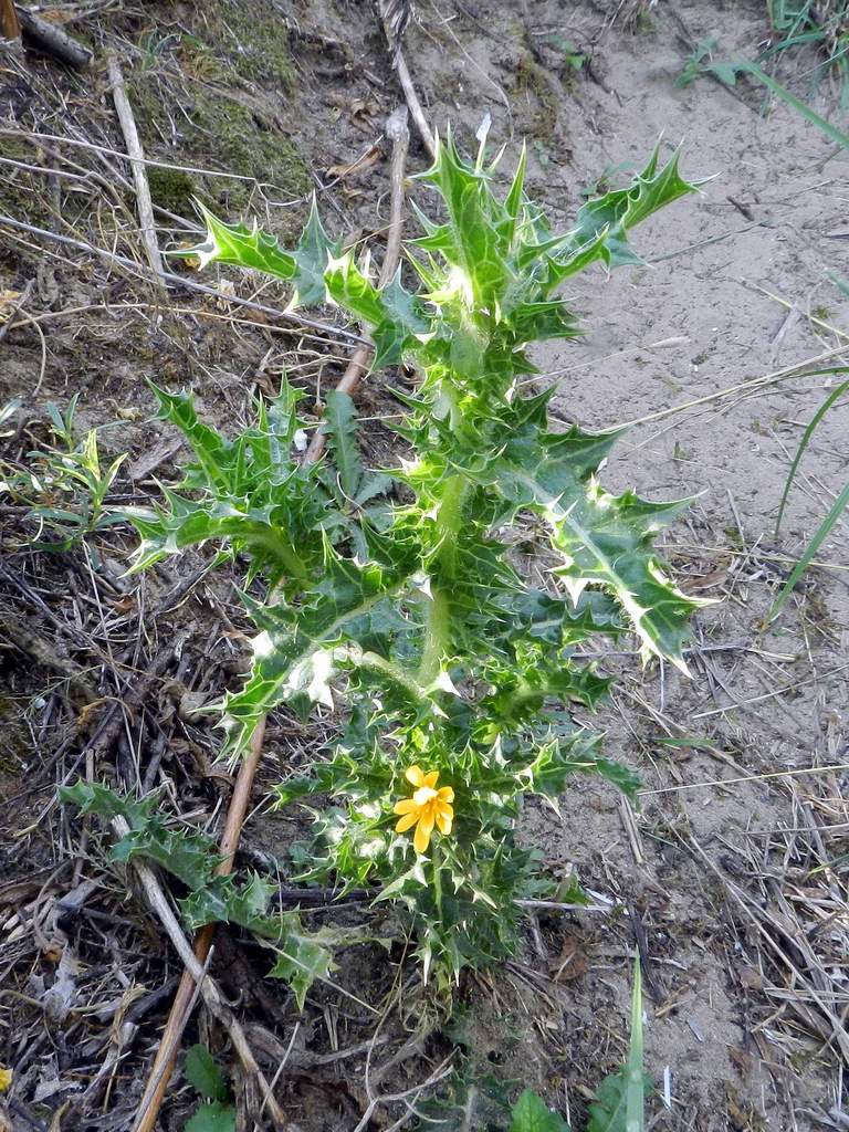 Asteraceae - Scolymus hispanicus