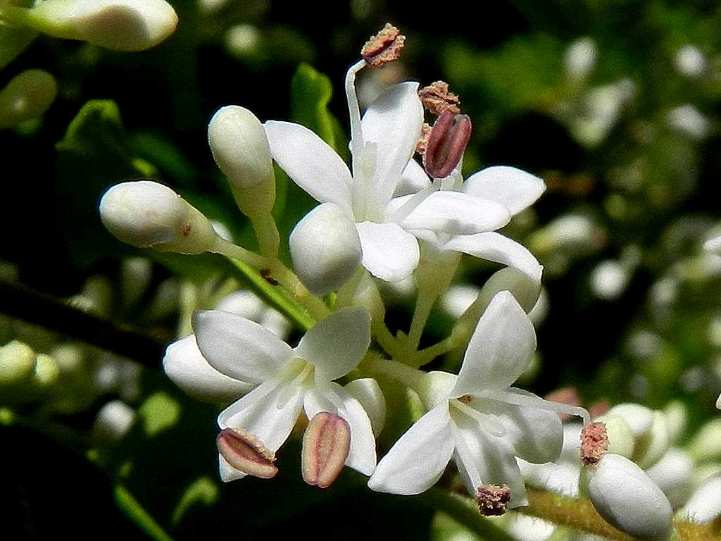 Ligustrum sinense