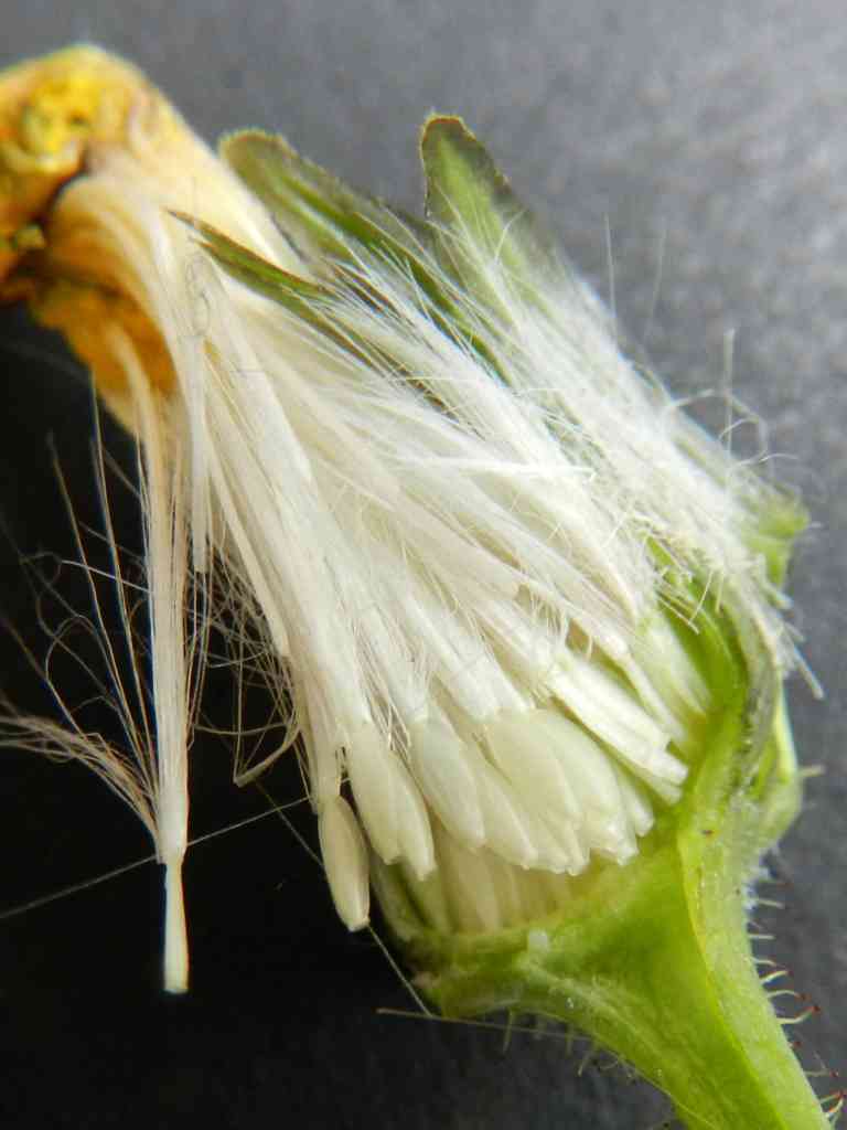 Sonchus sp. da determinare