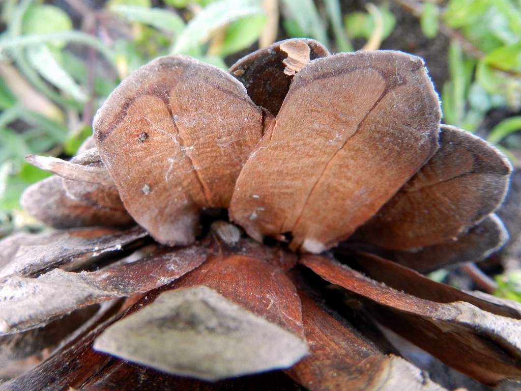 Pinus sp.