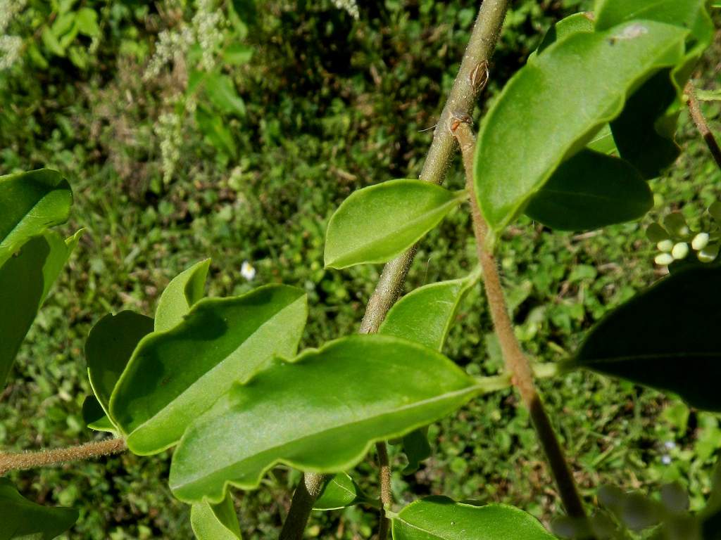 Ligustrum sinense