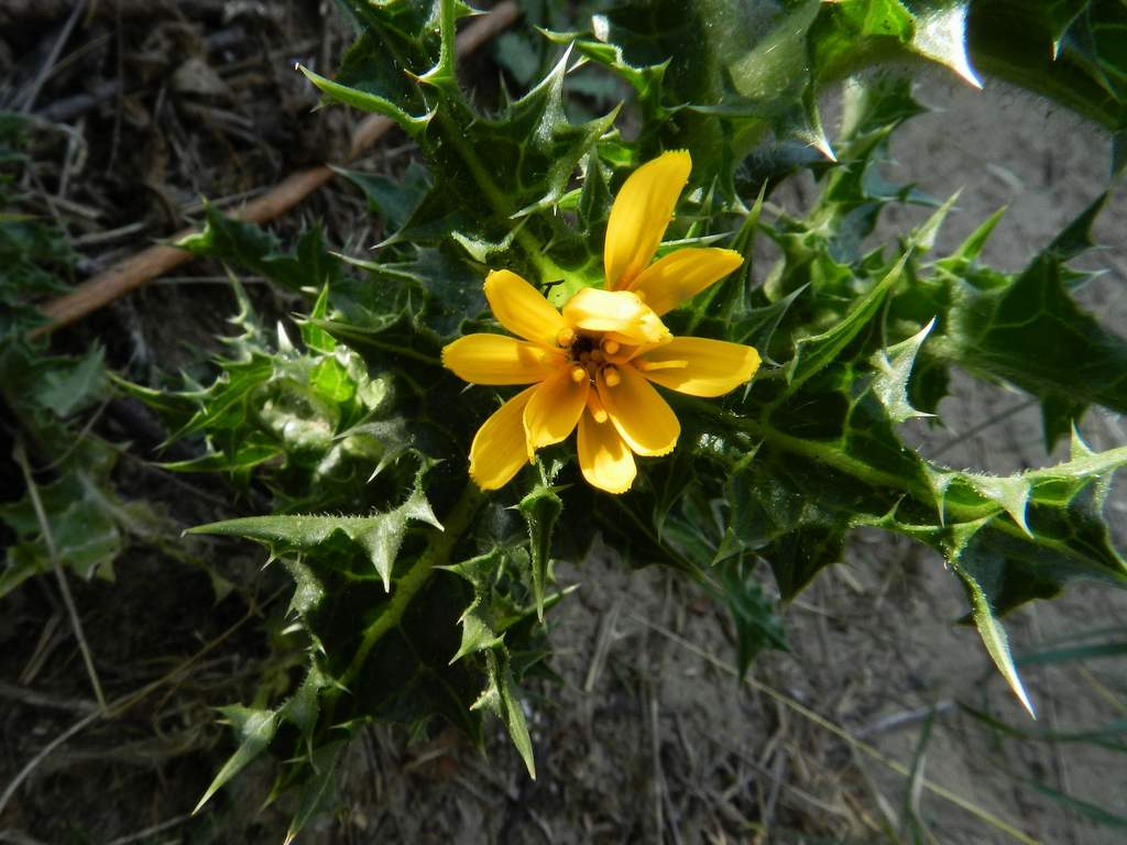 Asteraceae - Scolymus hispanicus