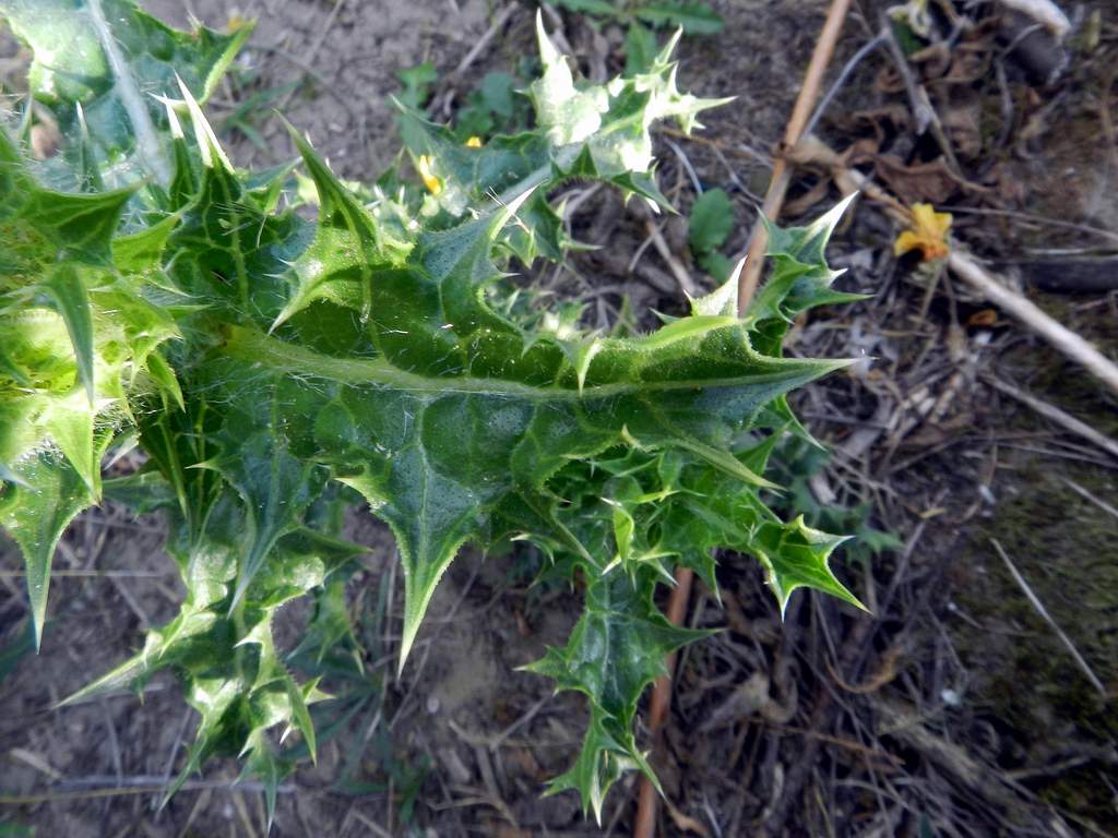 Asteraceae - Scolymus hispanicus