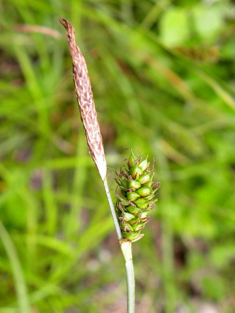 Carex punctata