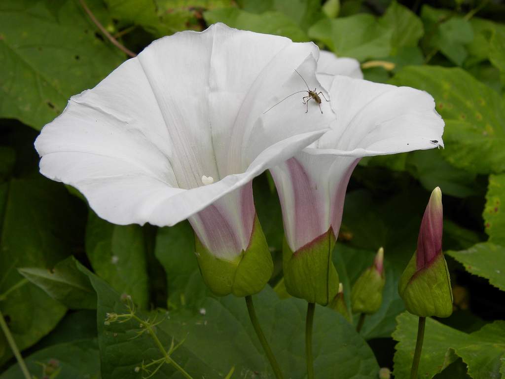 Convolvulus silvaticus (=Calystegia sylvatica) / Vilucchio maggiore