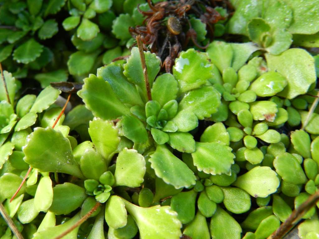 Saxifraga cuneifolia / Sassifraga a foglia cuneate