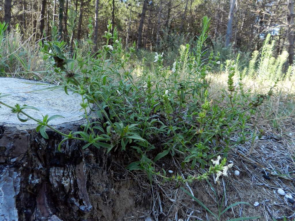 Stachys recta