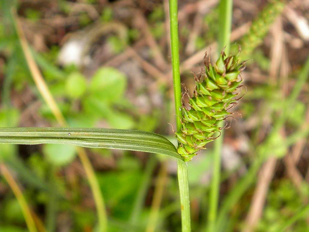 Carex punctata