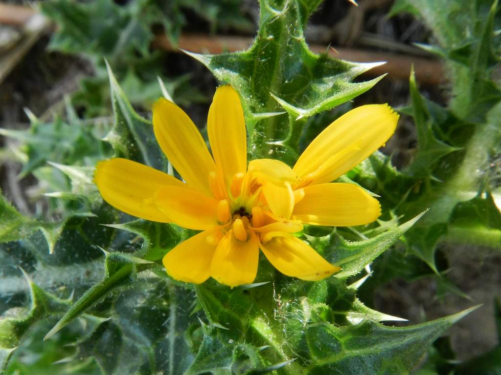 Asteraceae - Scolymus hispanicus