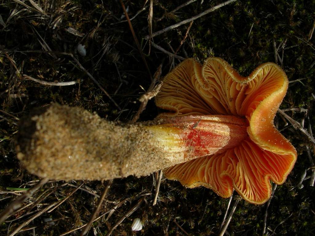 Conferma per Hygrocybe conicoides (P.D.Orton)P.D.Orton & Wat