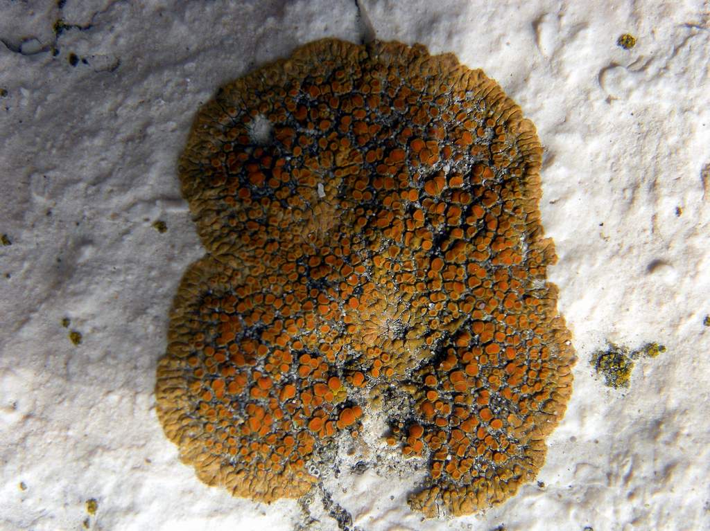 Xanthoria parietina ?