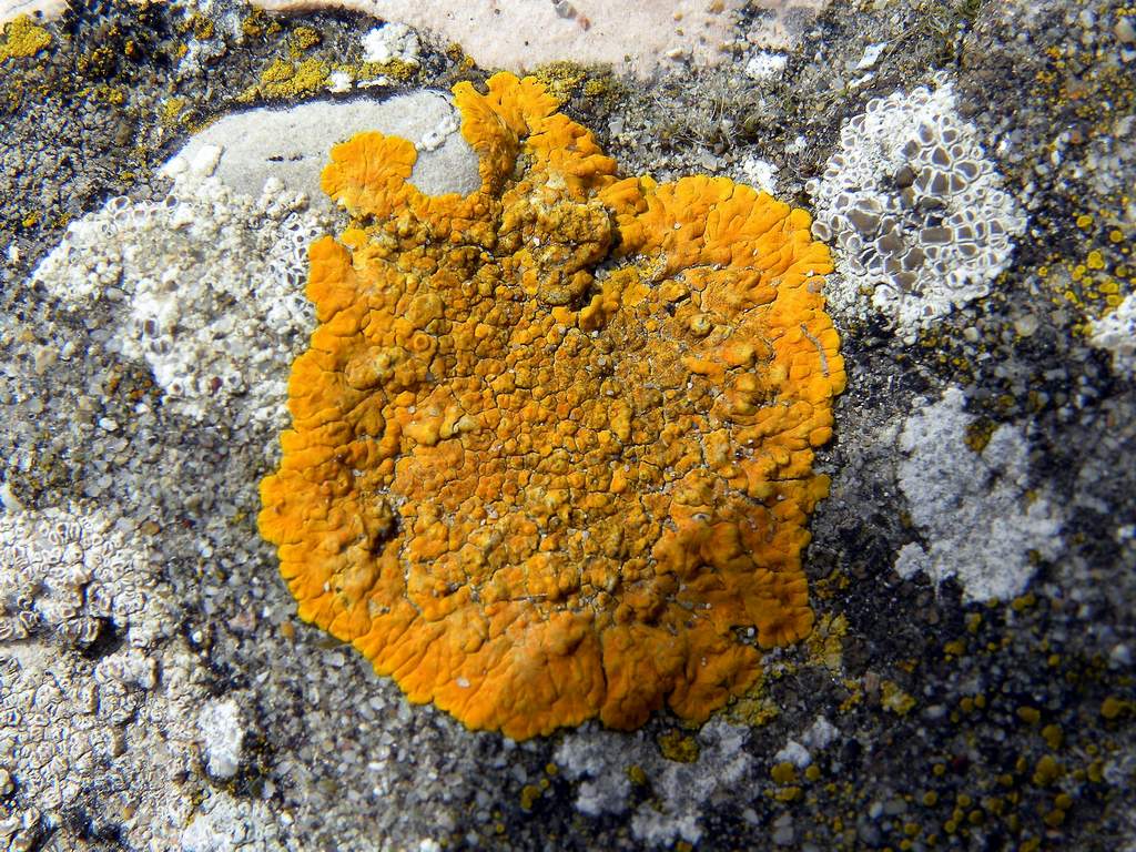 Xanthoria parietina ?