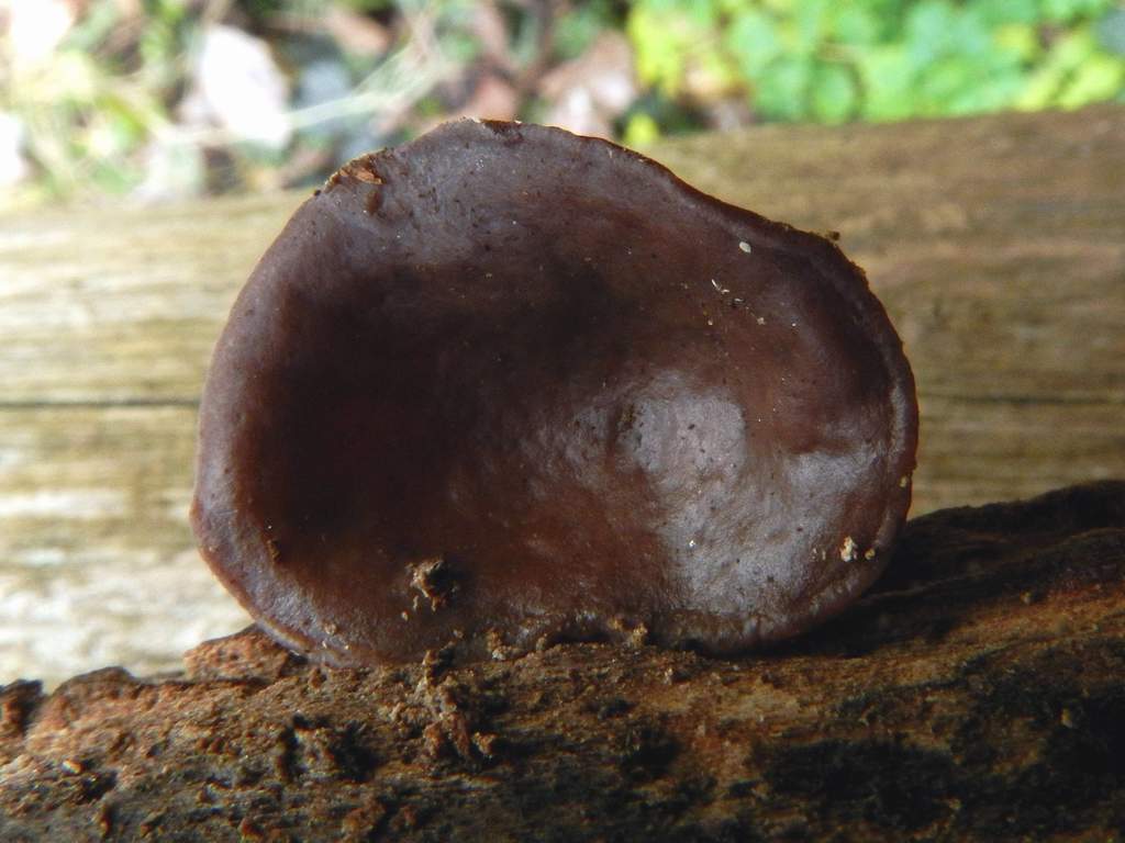 Auricularia auricula-judae ?