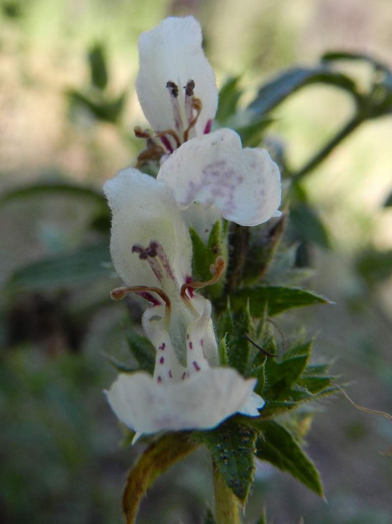 Stachys recta