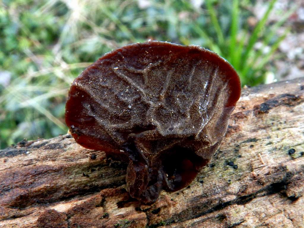 Auricularia auricula-judae ?