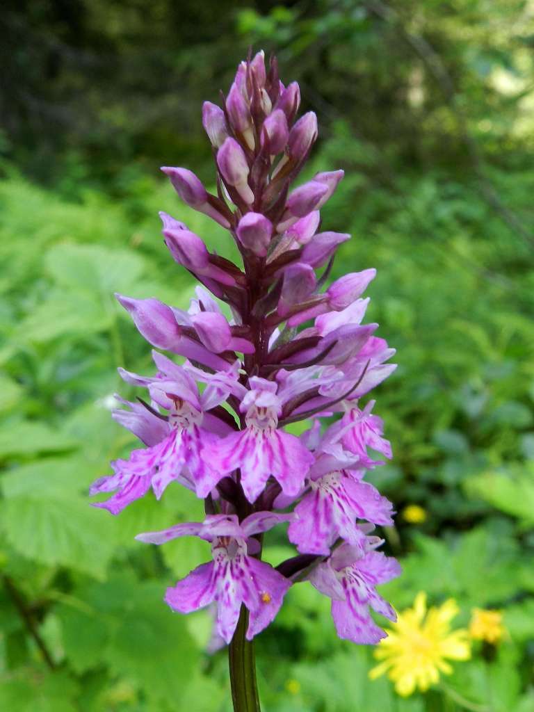 Dactylorhiza maculata subsp. fuchsii