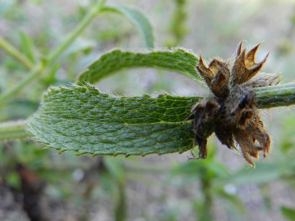 Stachys recta