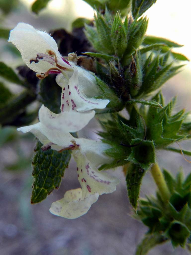 Stachys recta