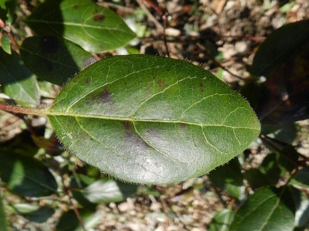 Viburnum tinus