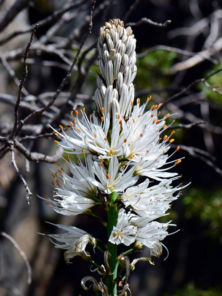 Catalogna - Asphodelus albus