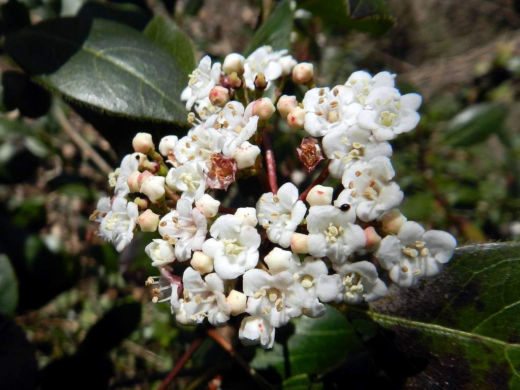 Viburnum tinus