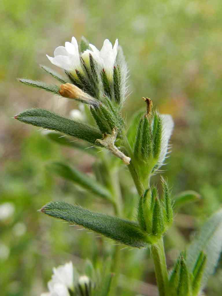 Buglossoides arvensis