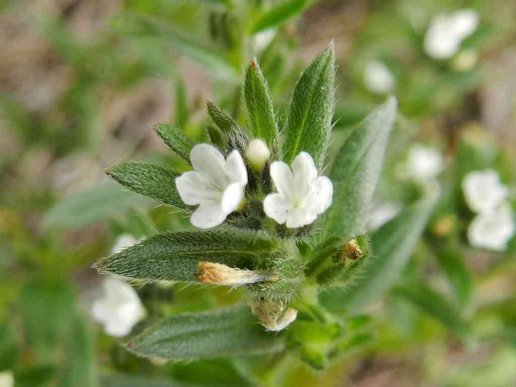 Buglossoides arvensis