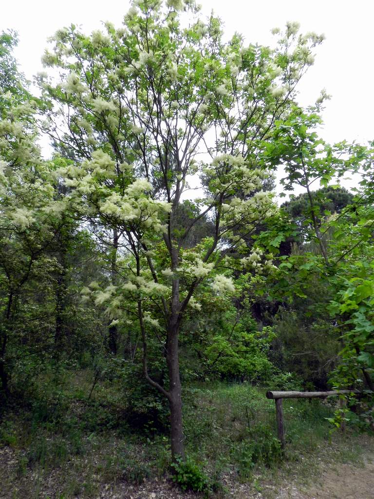 Fraxinus ornus