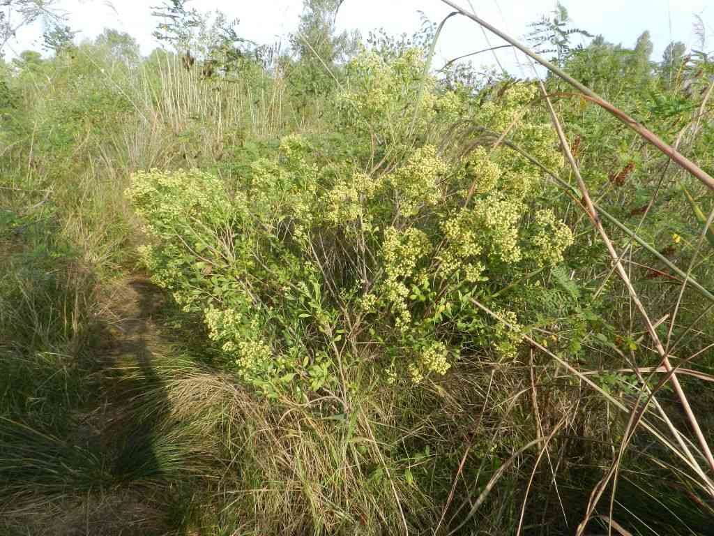 Baccharis halimifolia / Baccaris