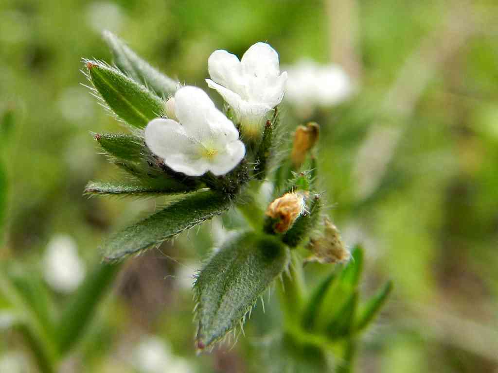 Buglossoides arvensis