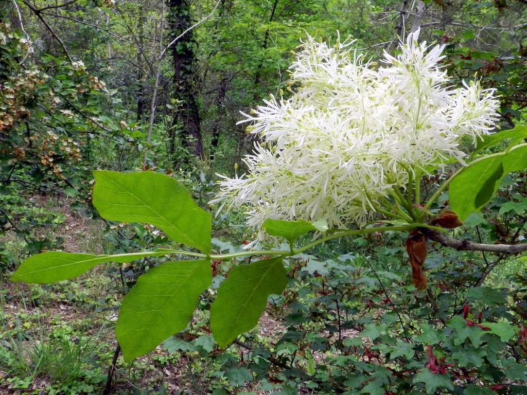 Fraxinus ornus